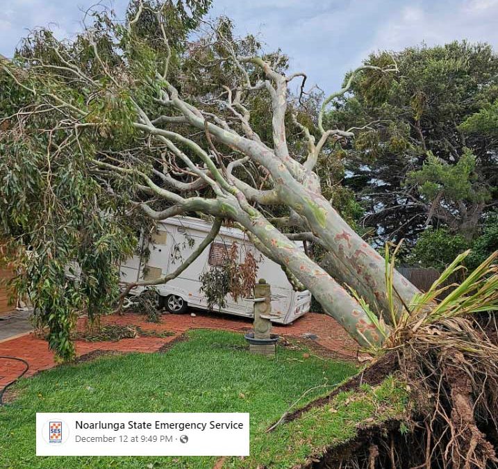 Dangerous Tree Removal Noarlunga