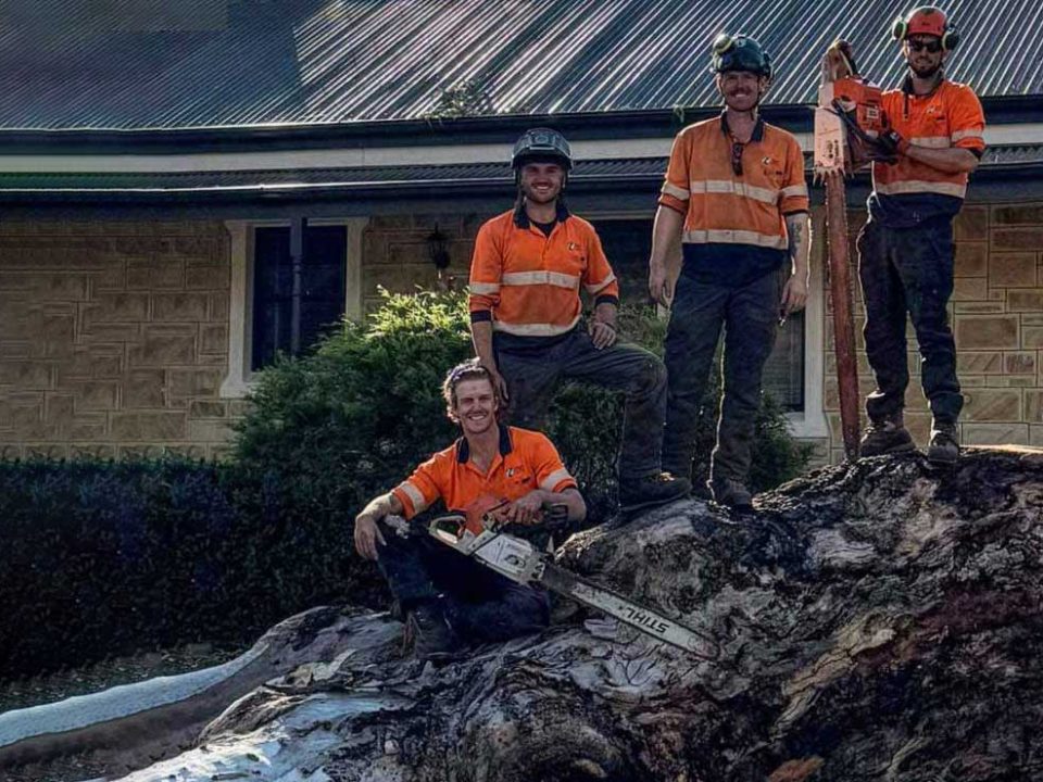 Large Tree Removal
