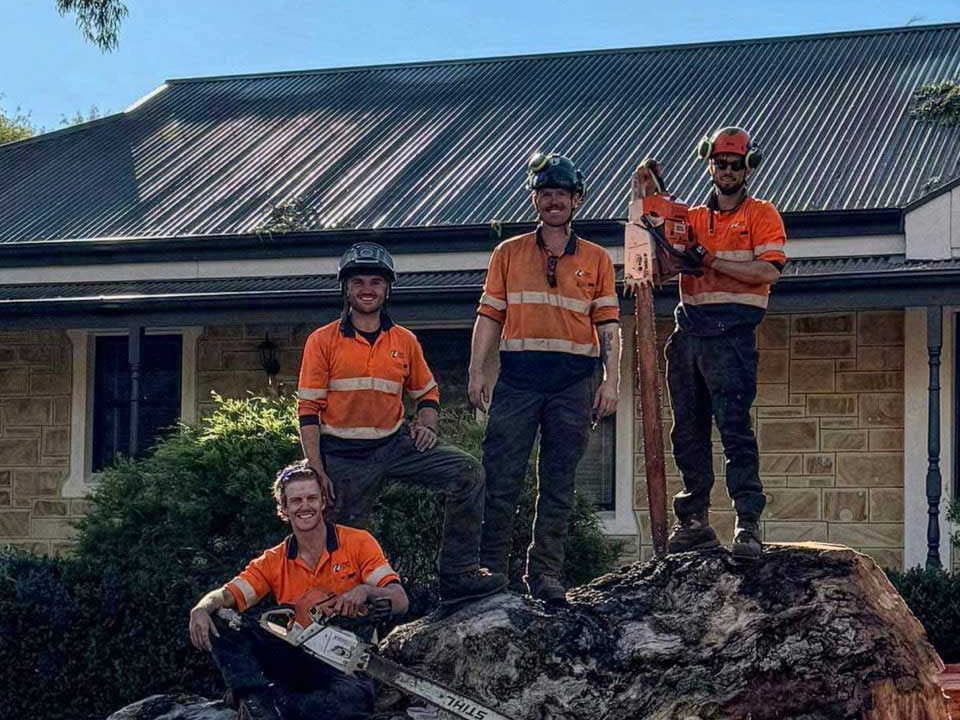 Large Tree Removal