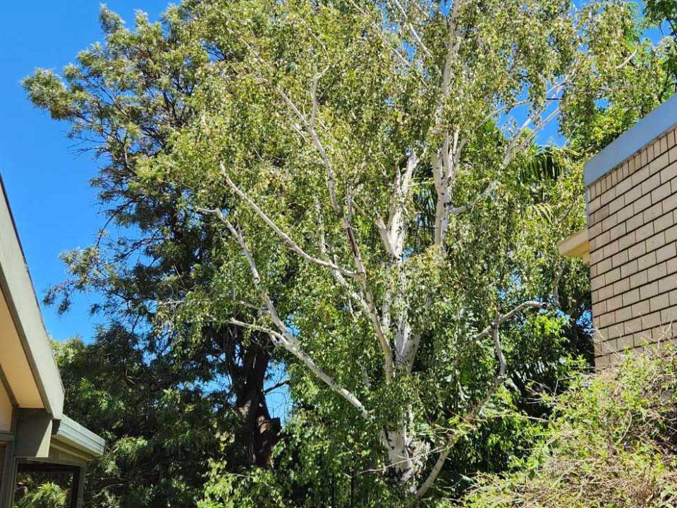Tree Pruning - Storm Preparation