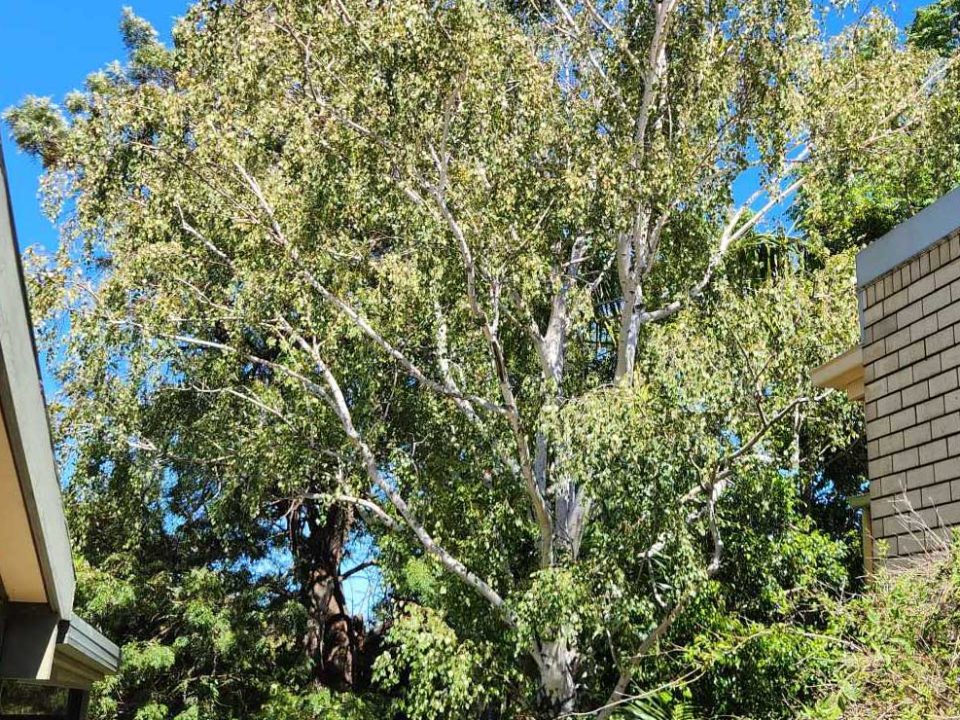 When to Prune Trees