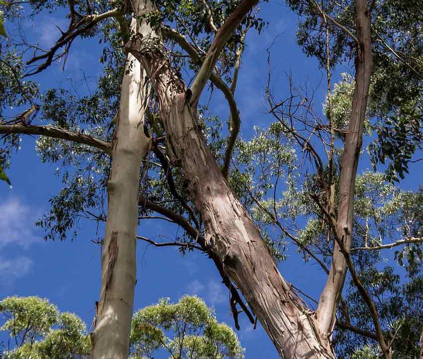 Tree Assessment Importance