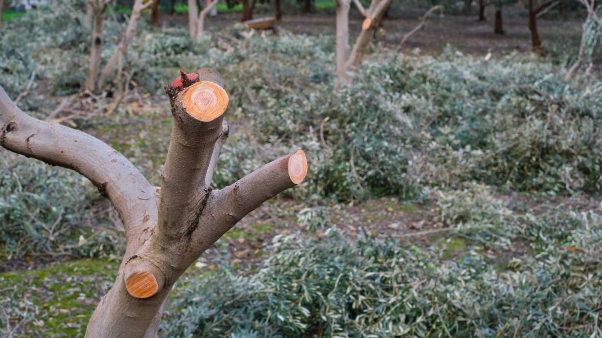 Tree Pruning Mistakes