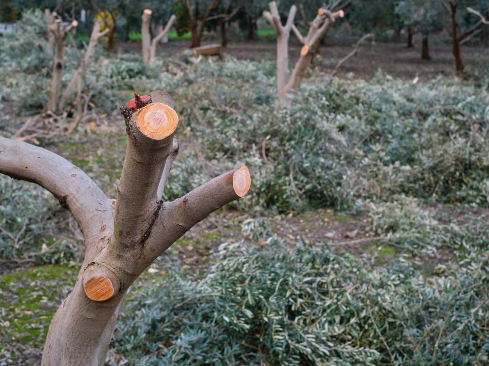 Tree Pruning Mistakes