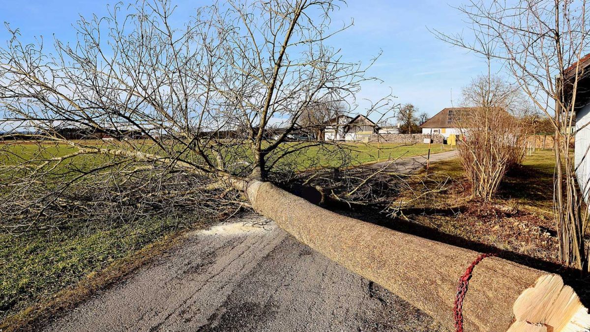 Importance of Tree Trimming