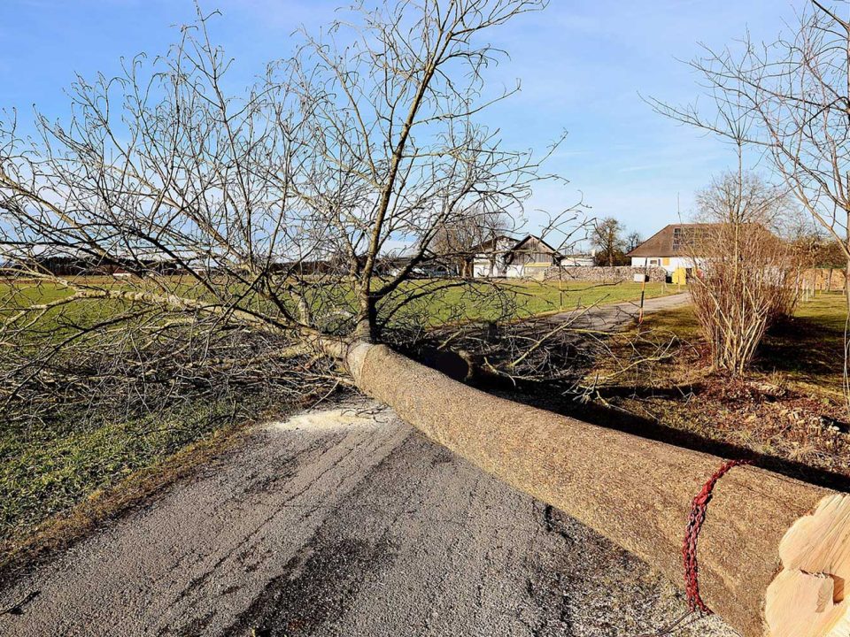 Importance of Tree Trimming