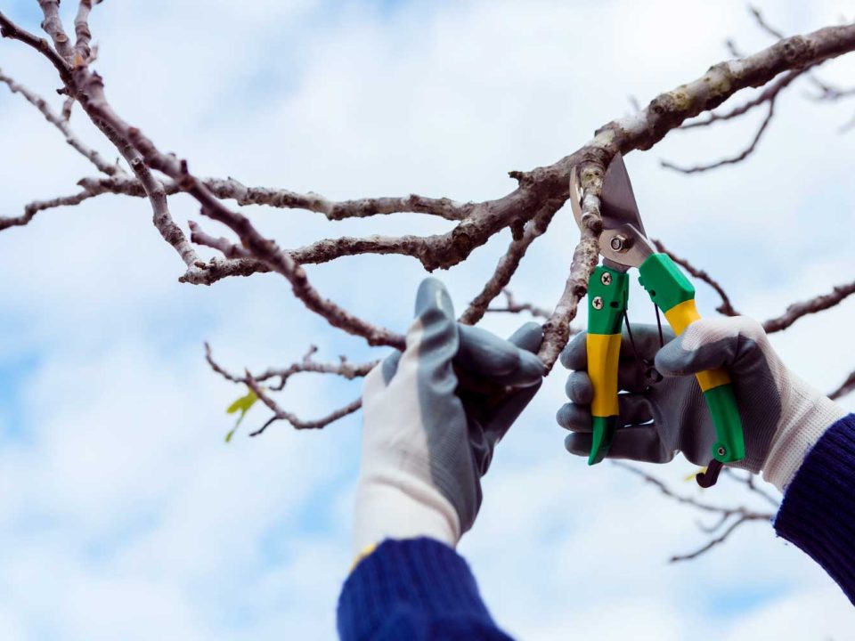 tree pruning for tree health