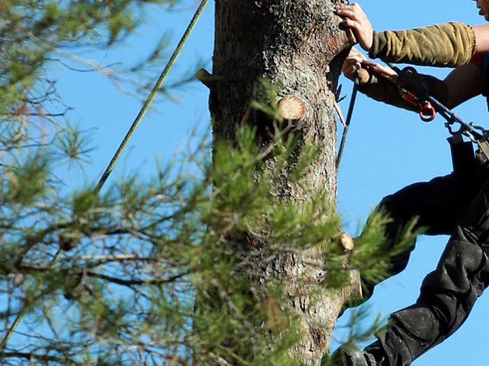 Tree Trimming