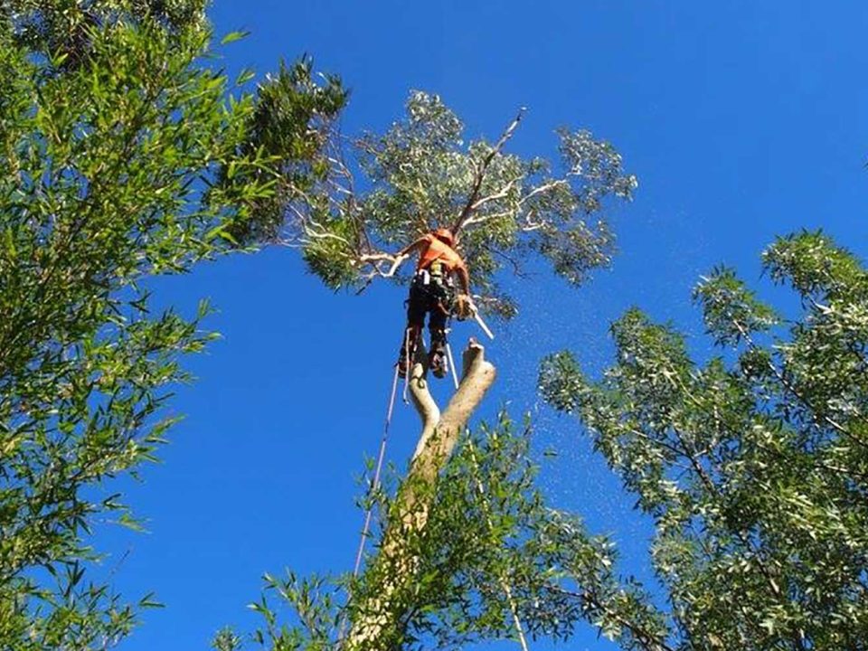 Dangerous Tree Removall