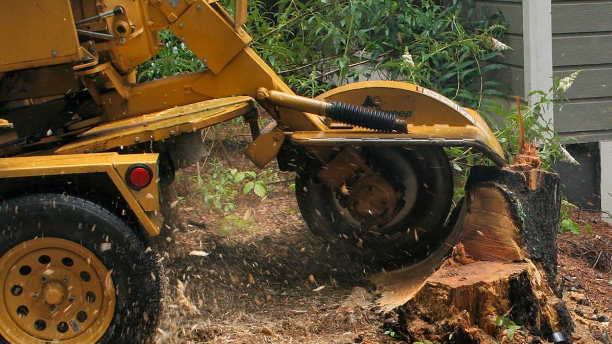 Stump Removal Next to House