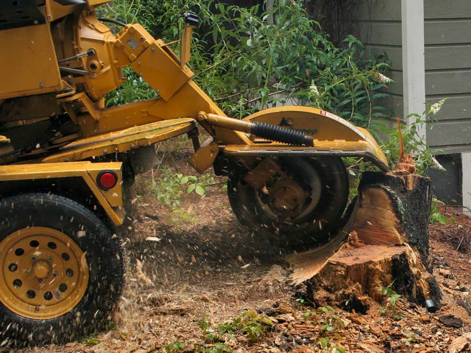 Stump Removal Next to House